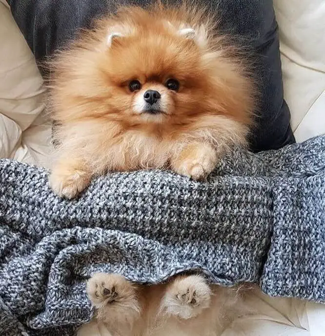 Pomeranian lying on the bed snuggled up in blanket