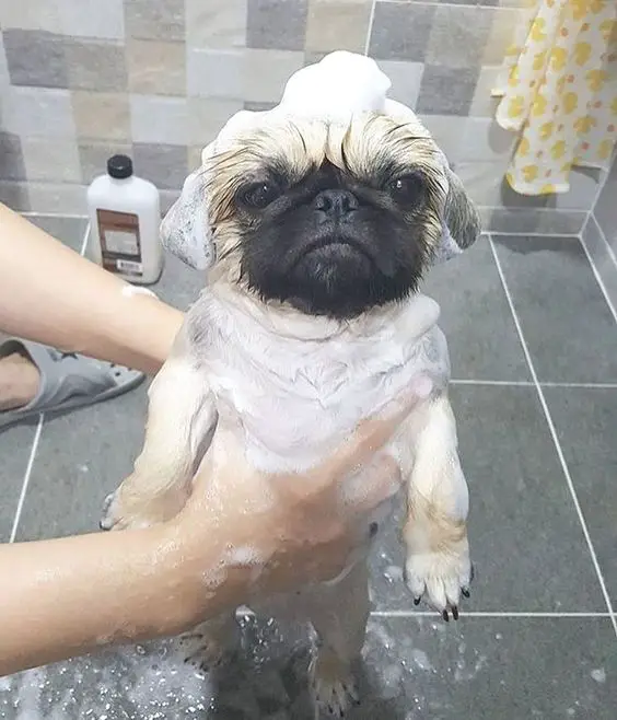 Pug taking a bath in the bathroom in a photo of him standing up with bubbles on top of his head and all over his body