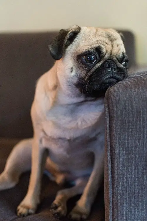 Pug sitting on the couch with its sad face