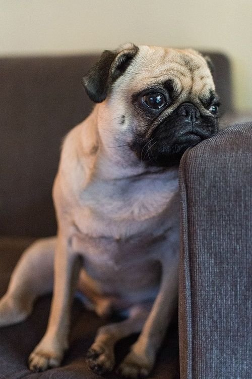 Pug sitting on the couch with its sad face