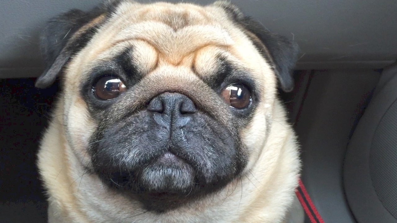 pug sad face