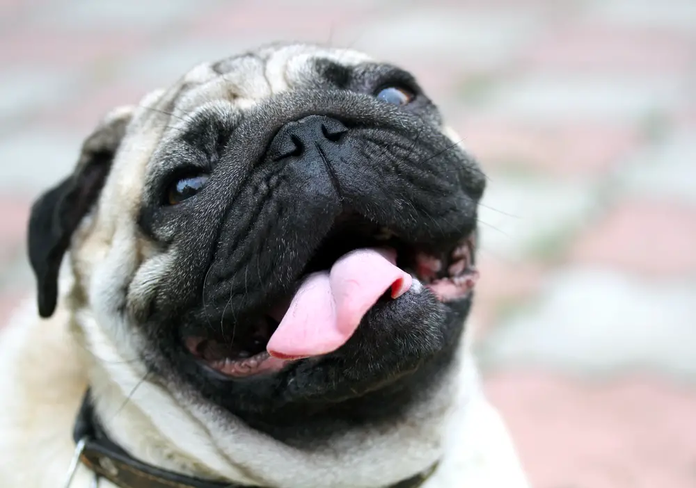 happy pug with its tongue sticking out