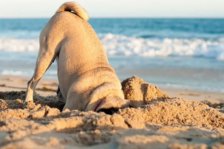 Pug digging the sand on the beach
