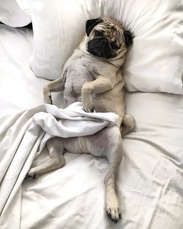 pug lying on the bed