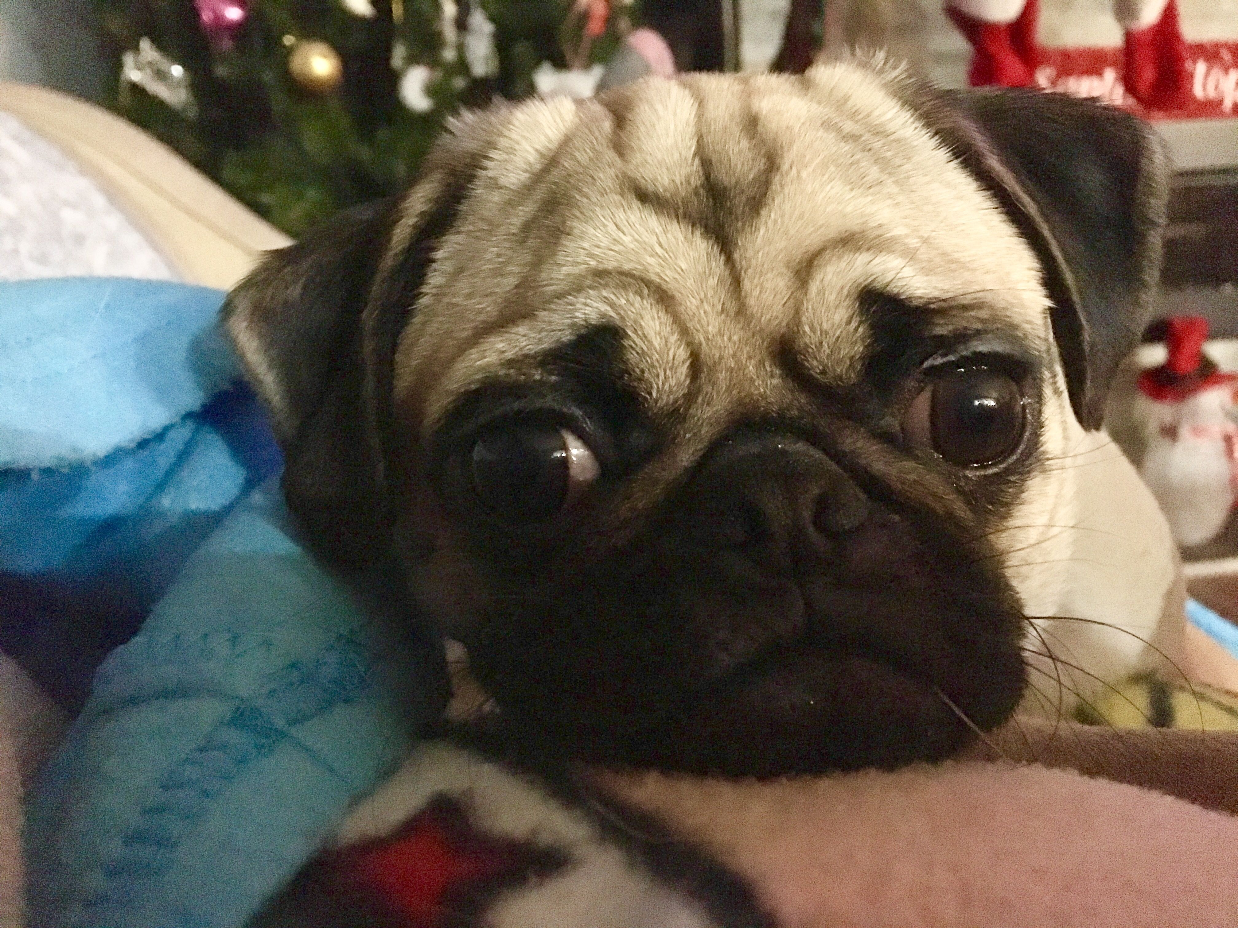 Pug's sad face on top of the blanket