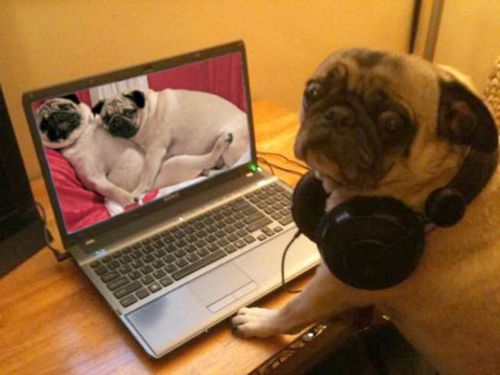 Pug panic expression in front of the laptop