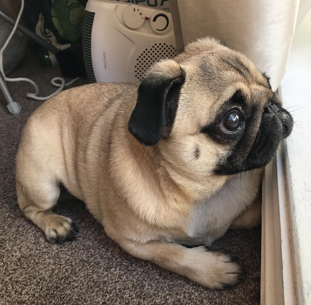 Pug lying on the floor in front of the window
