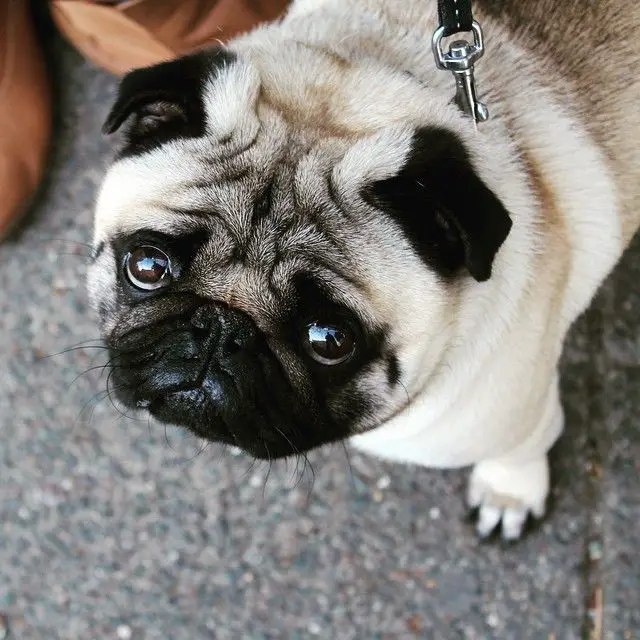 pug dog with sad face