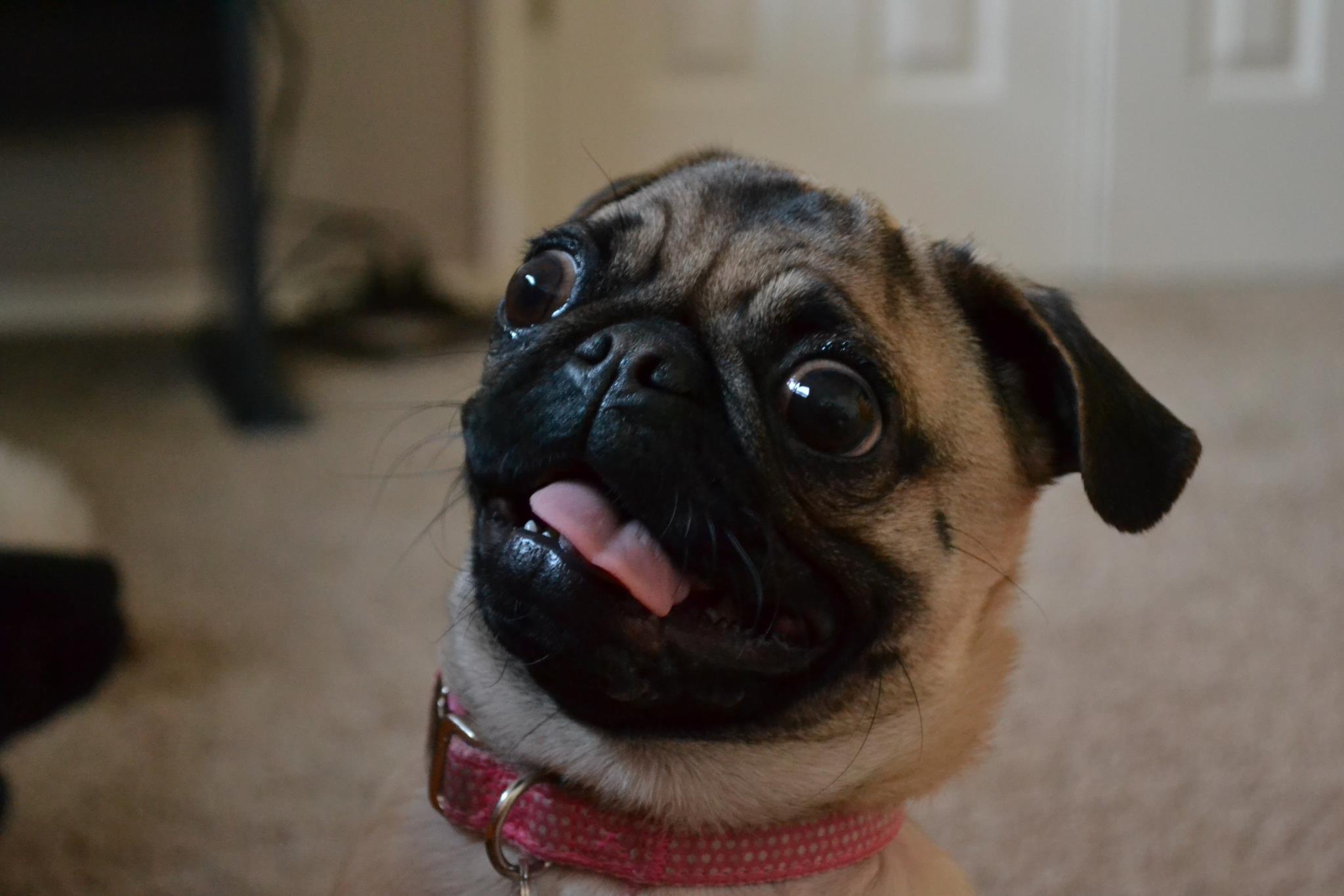 funny shock expression of a Pug dog