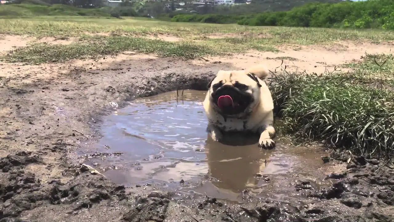 Pug dog in mud