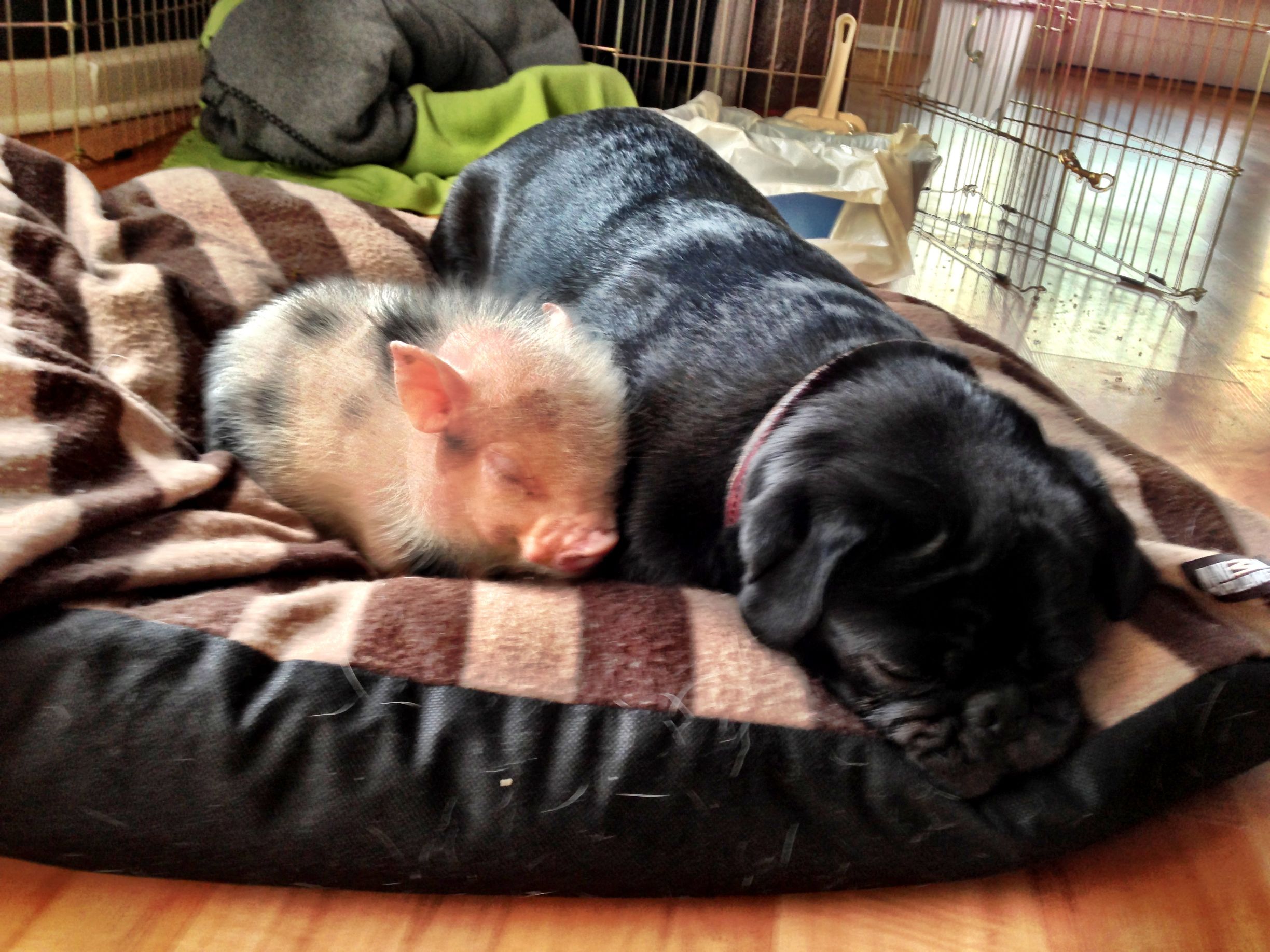 black pug sitting on its bed with a pig