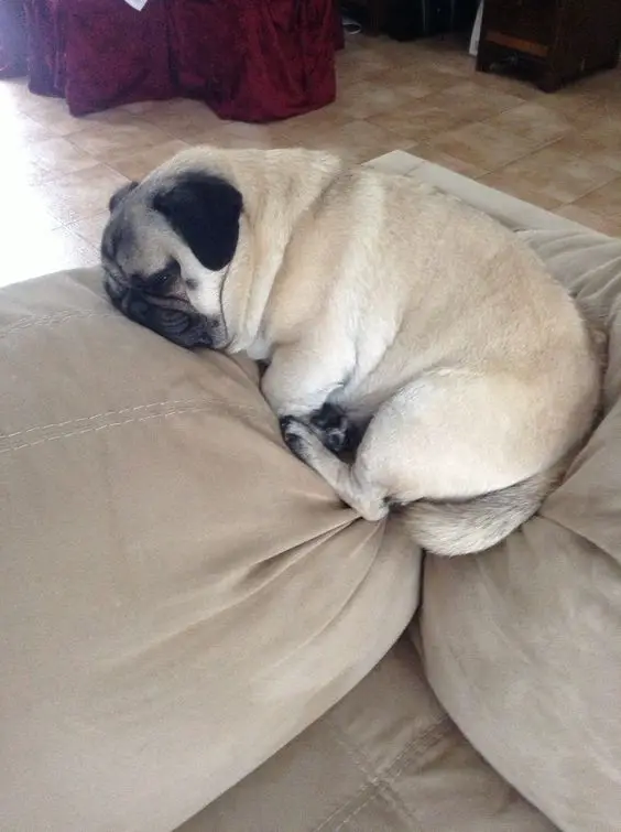 pug sleeping in between the pillows on the couch