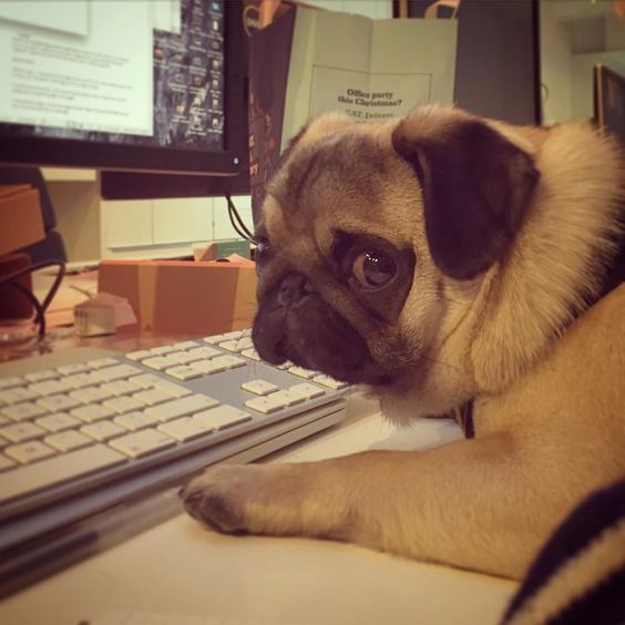 Pug leaning on the table in front of the computer while looking with its sad eyes