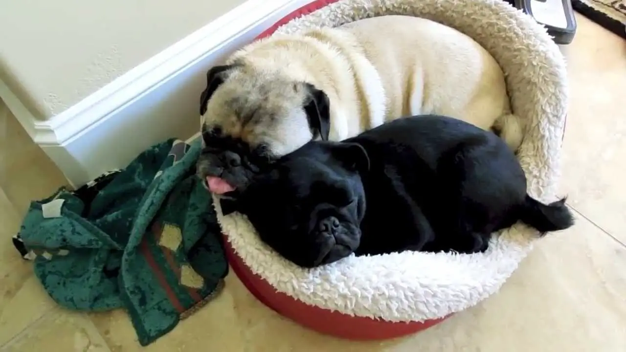 two pug sleeping on the bed together