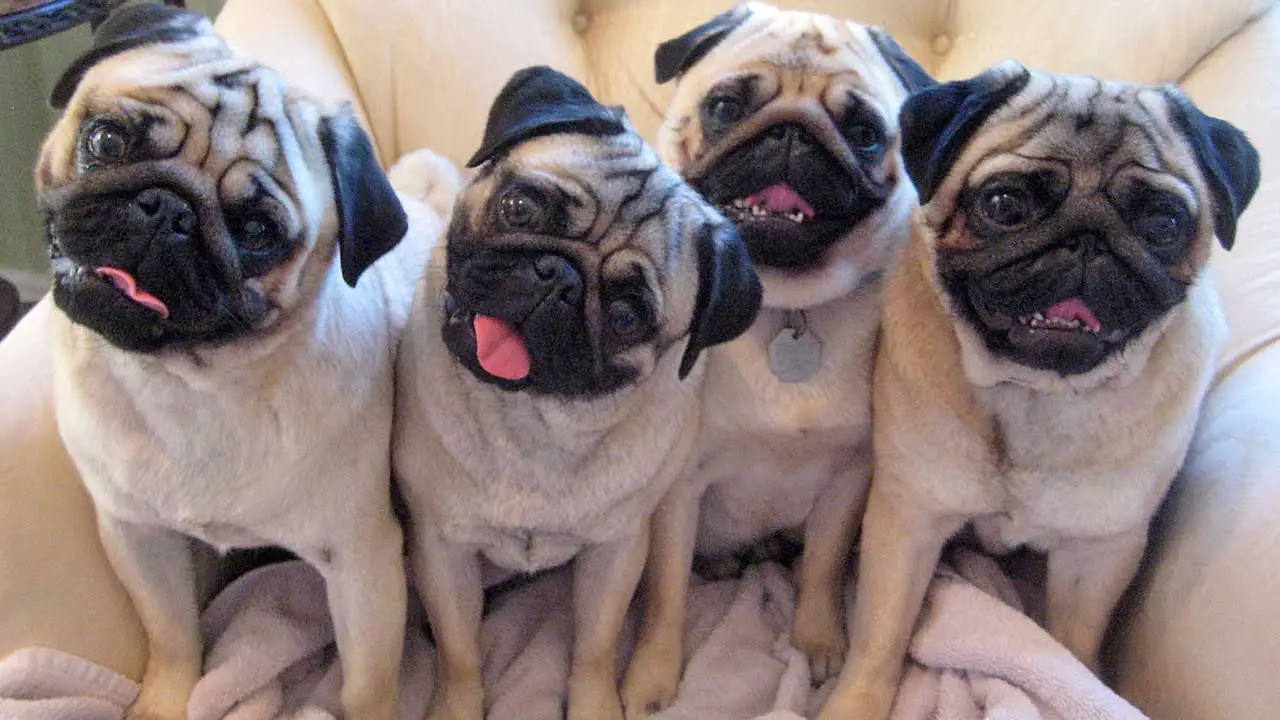 four pugs sitting on the couch