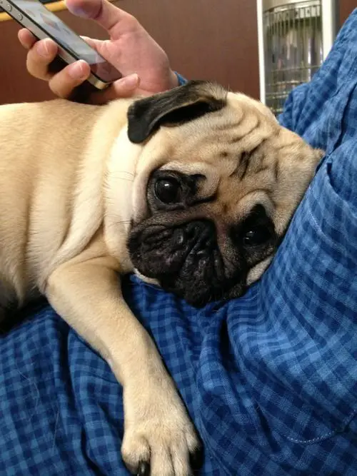 Pug lying on top of its owner's stomach with its sad face
