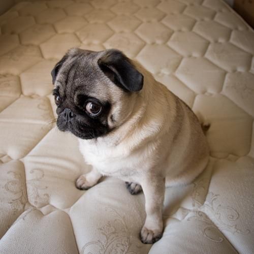 Pug staring while sitting on top of the mattress