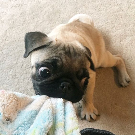 Pug sitting on the floor while pulling the blanket