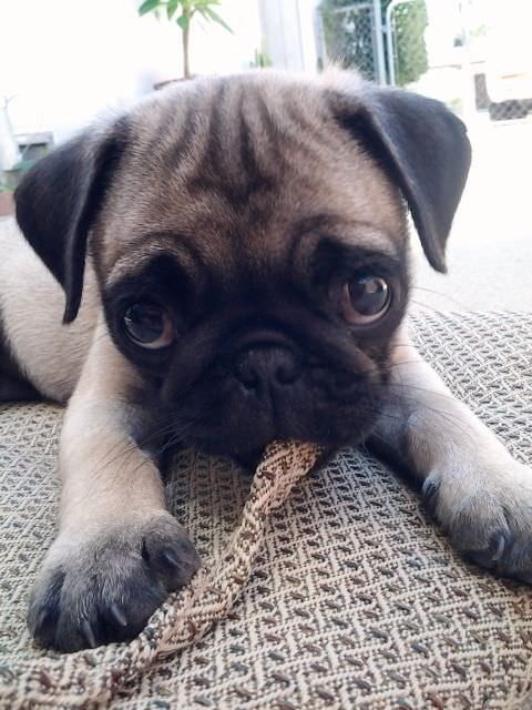 Pug lying on the bed in the garden