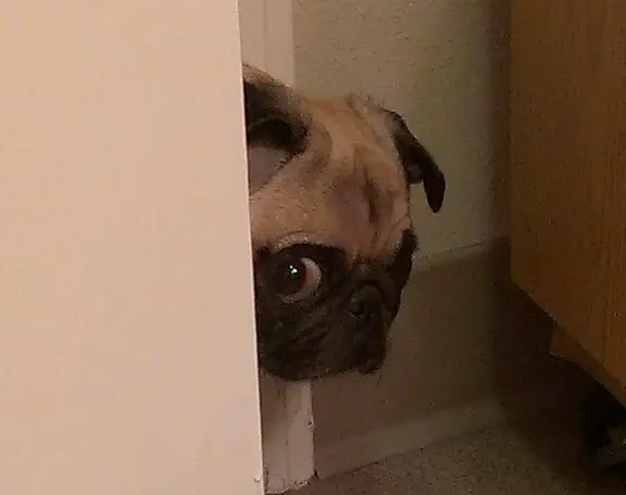 Pug peeking from behind the door