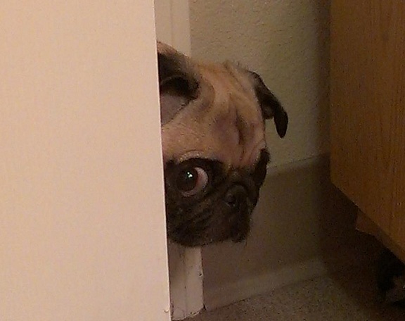 Pug peeking from behind the door