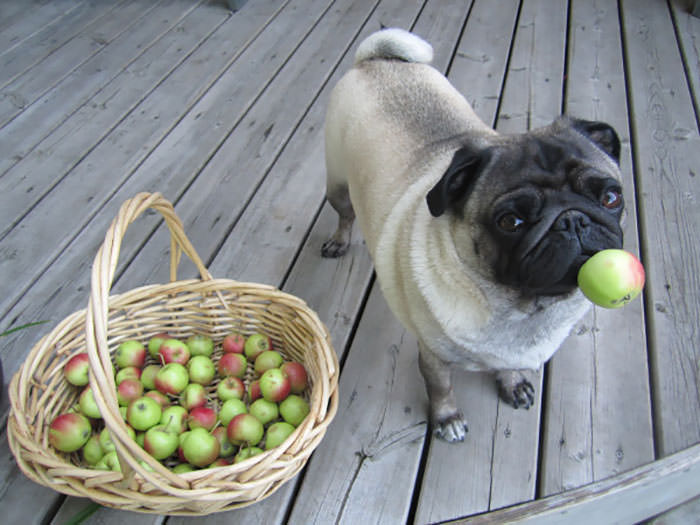 Pug on the wooden floor beside a harvested fruits in a basket in the garden with a piece of fruit in its mouth