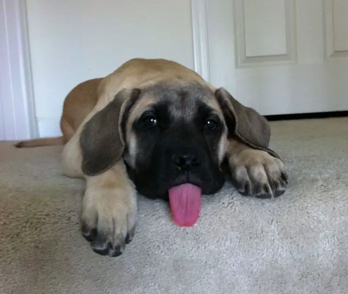English Mastiff puppy lying on the floor with its tongue sticking out