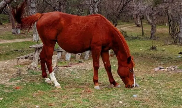 50 Red Horse Names - The Paws