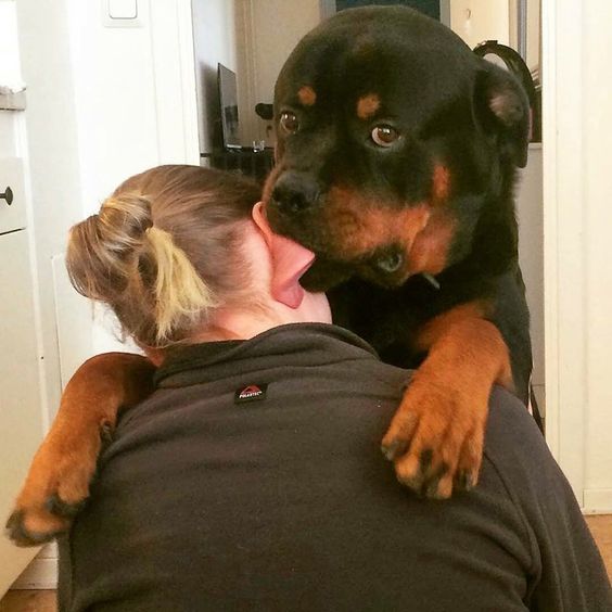 Rottweiler licking the ears of its owner