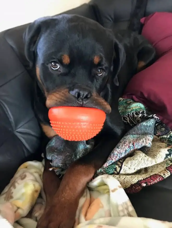 Rottweiler with its ball in its mouth