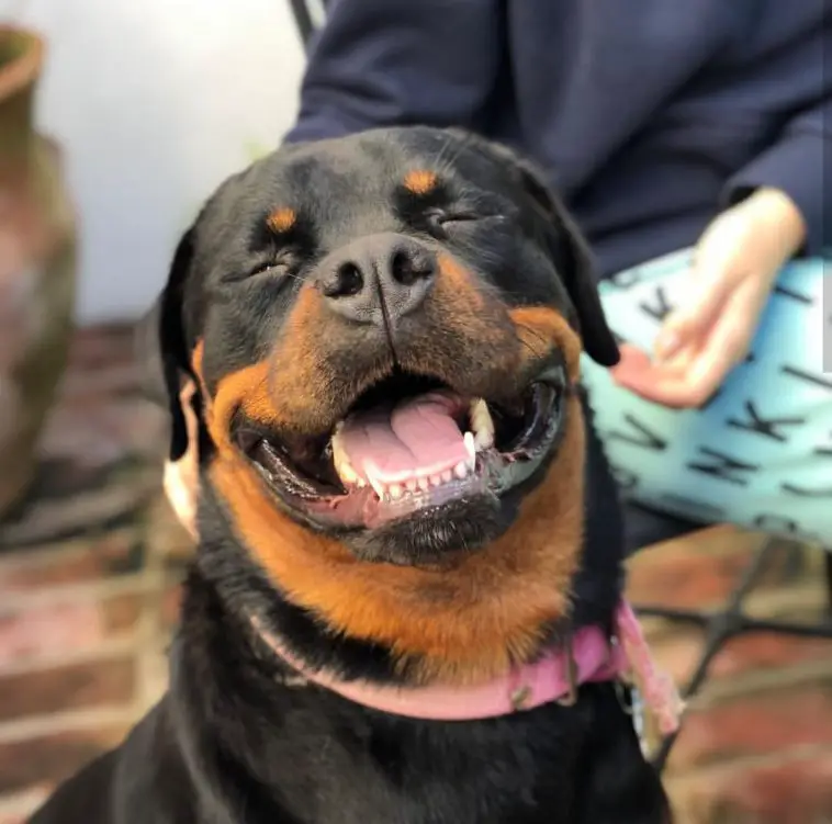 Rottweiler smiling with no eyes
