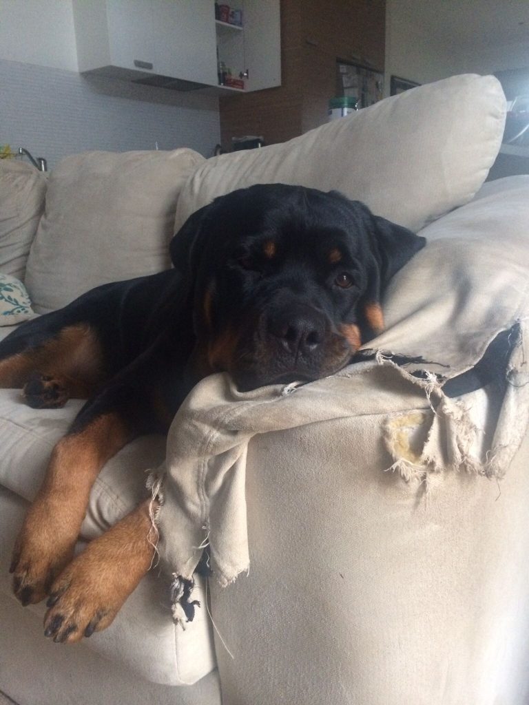19 Reasons Why Rottweilers Can Change Your Life 17 Rottweilers Can Change Your Life