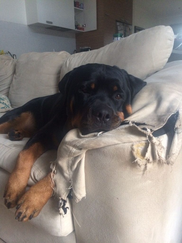 Rottweiler