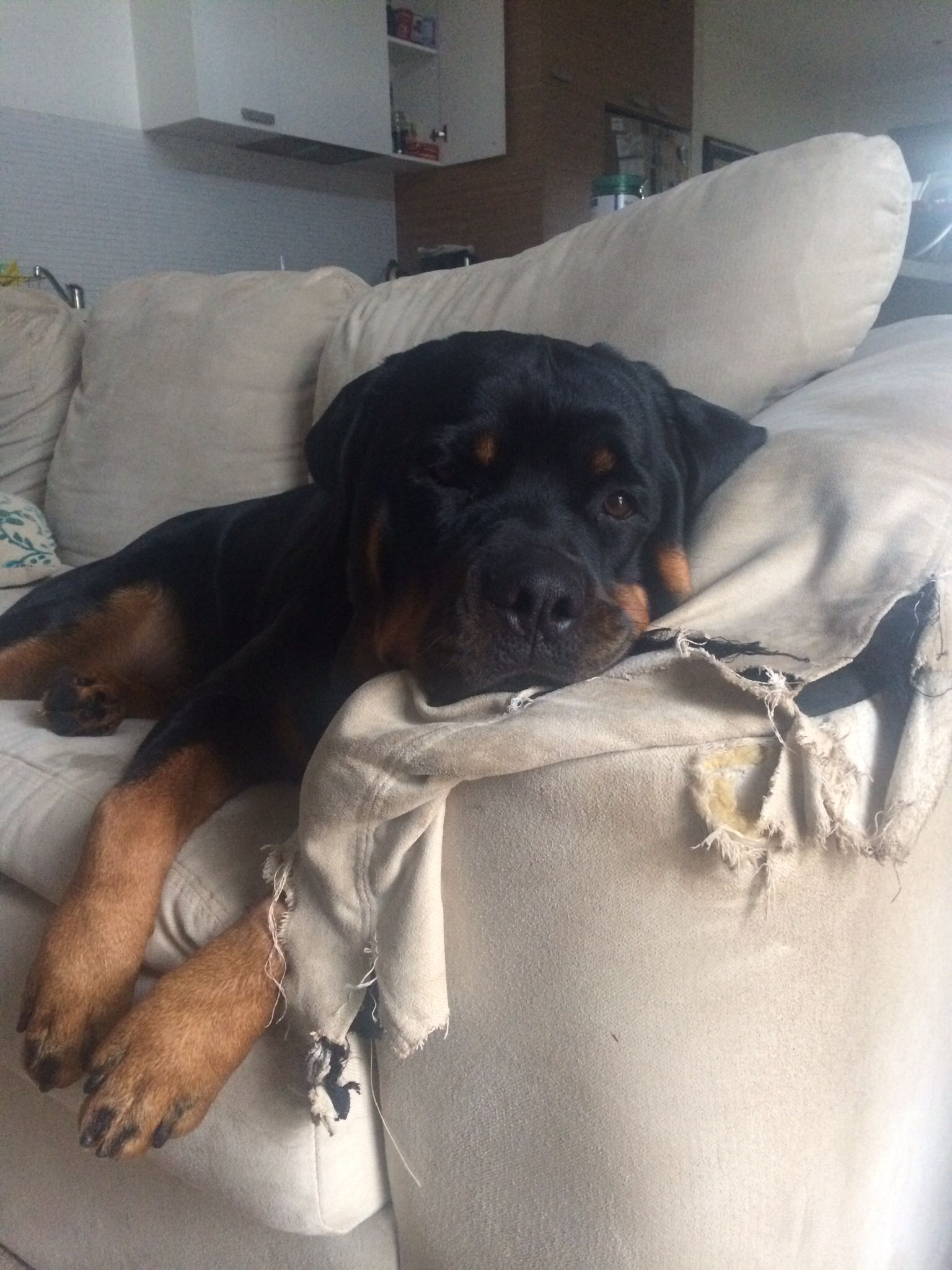 Rottweiler lying on the couch
