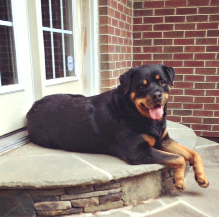 Rottweiler lying on the stairs going to the front door