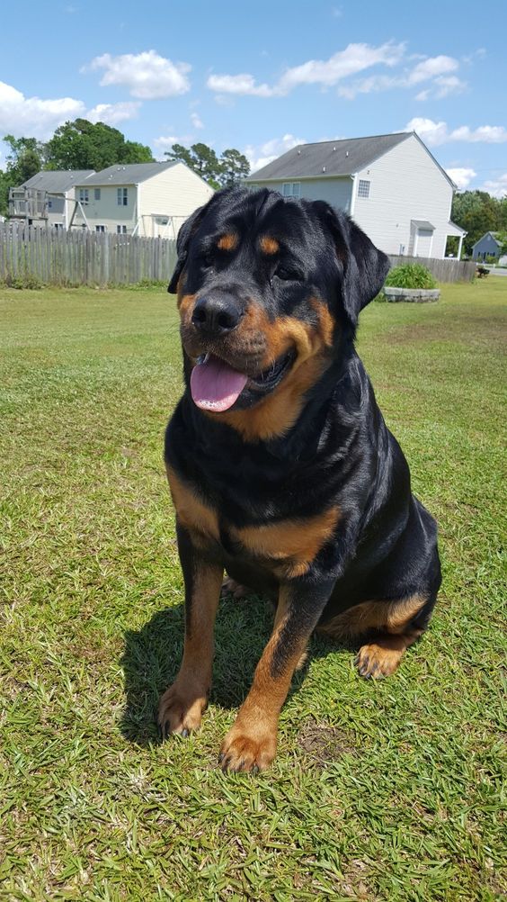 Rottweiler sitting on the green grass in the yard under the sun