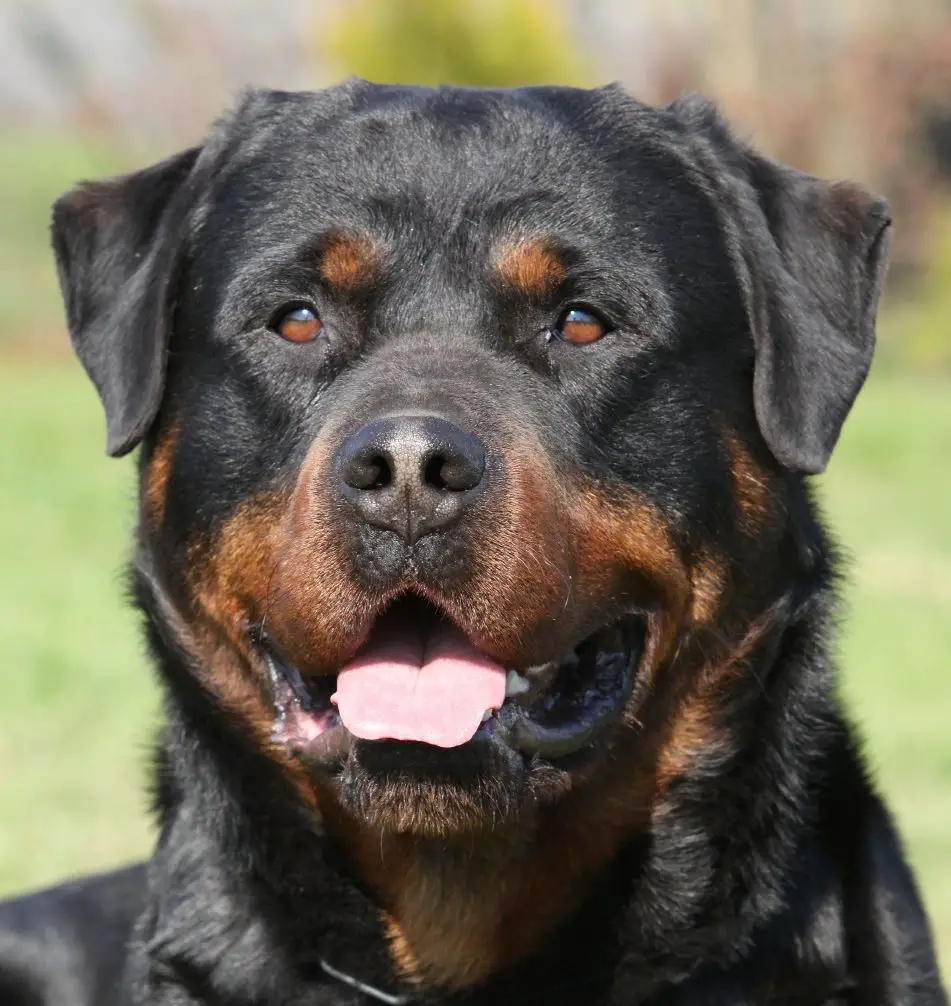 close up photo of the happy face of a Rottweiler