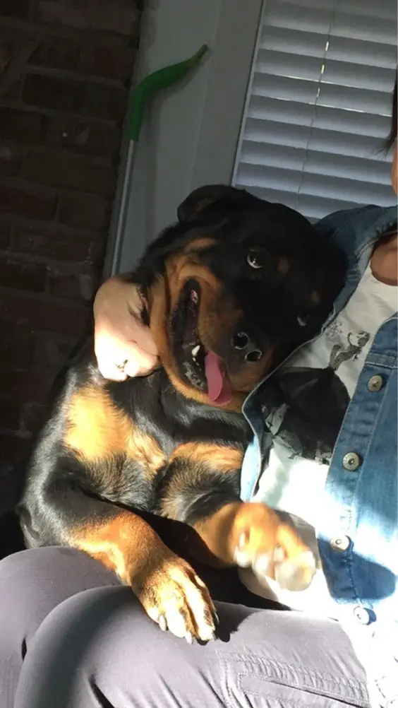 Rottweiler beside his owner while looking up at her with his adorable sweet eyes