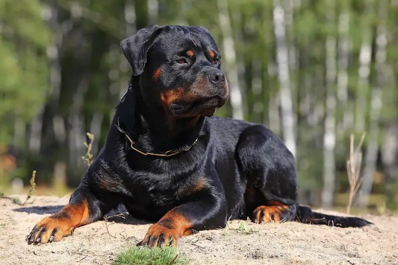 Rottweiler lying on the ground in the forest
