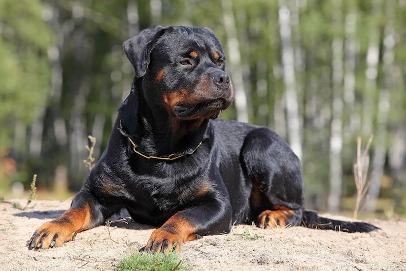 Rottweiler lying on the ground in the forest