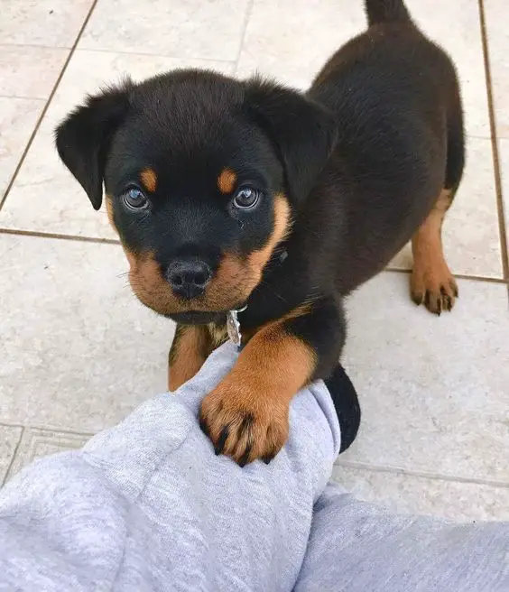 Rottweiler puppy putting its paw on the leg of its owner
