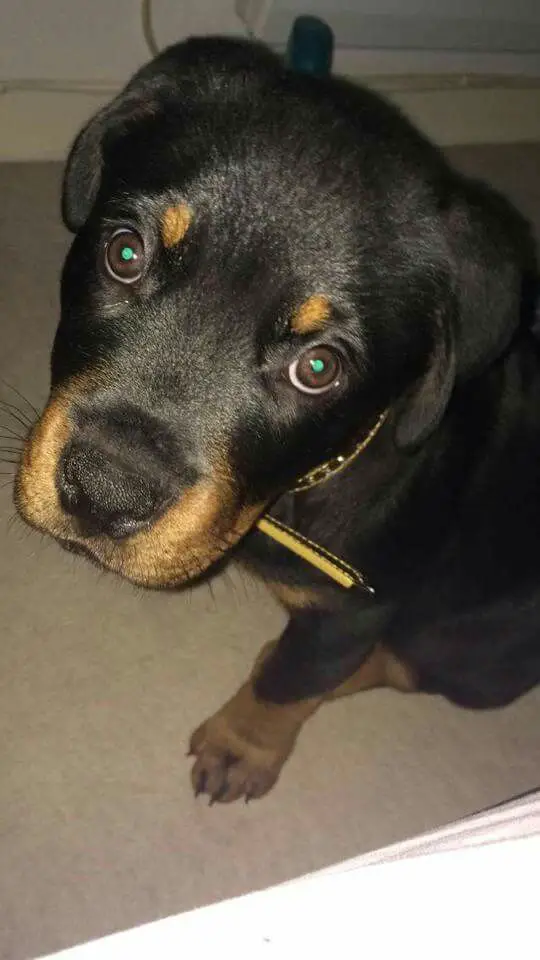 Rottweiler puppy sitting on the floor while looking up with its begging face