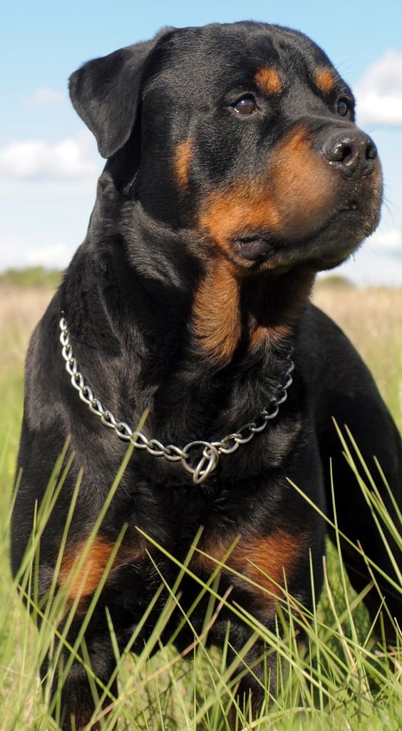 Rottweiler in the field looking sideways