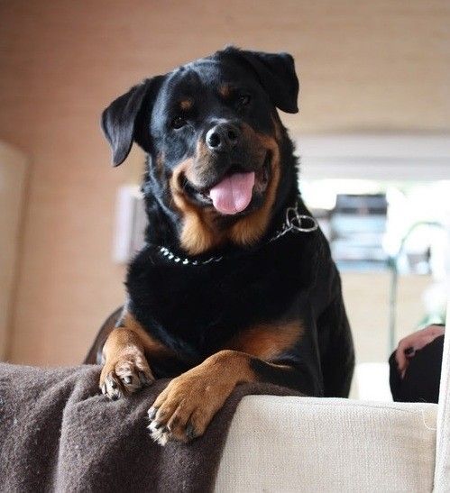 Rottweiler standing up against the back of the couch
