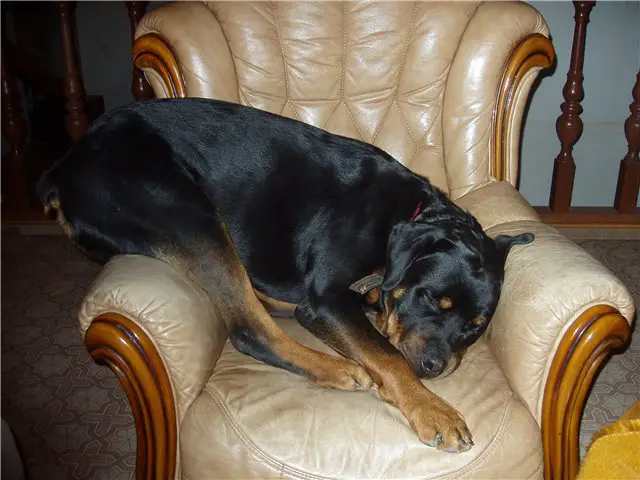 Rottweiler on the chair sleeping soundly with its butt on top of the chair's arm