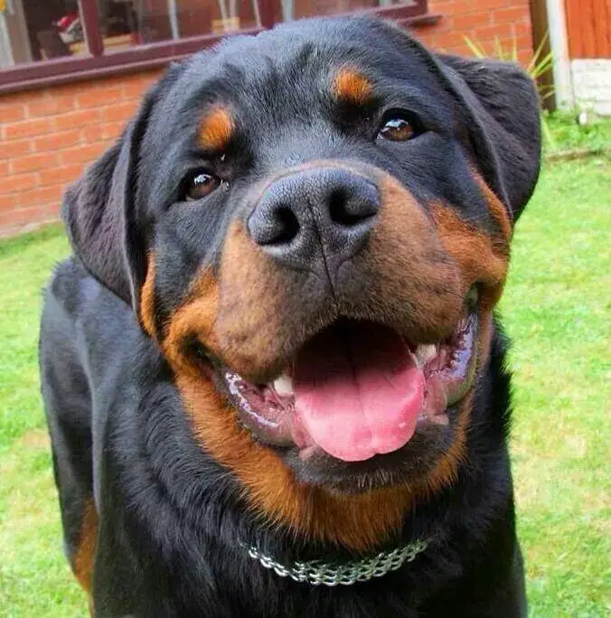 a happy Rottweiler in the yard