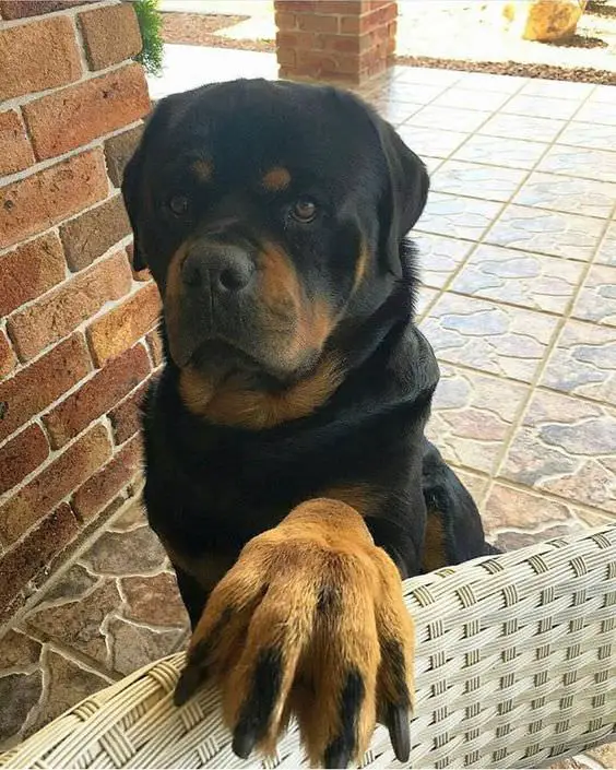 begging Rottweiler with its hand on the chair.