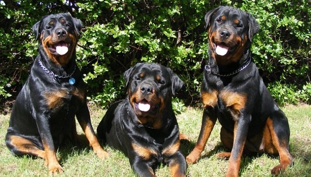 three Rottweiler in the garden under the sun