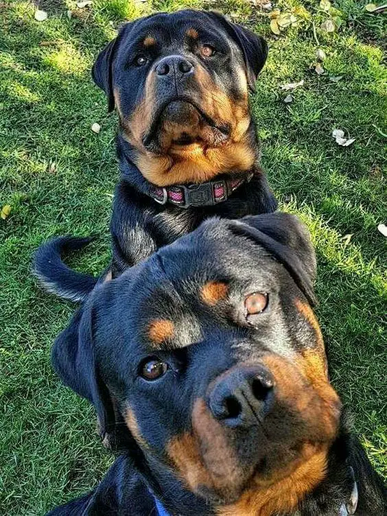 two Rottweiler sitting on the green grass while looking up with their curious face