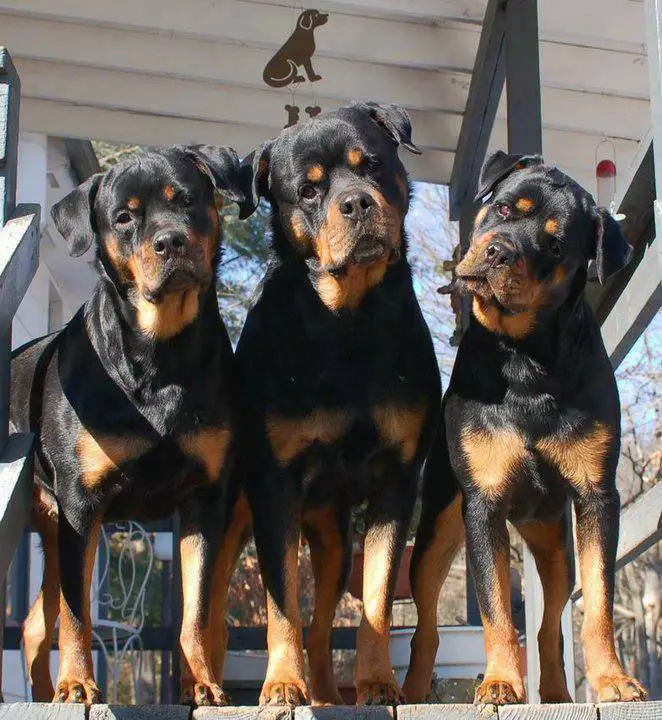three Rottweiler in the front porch standing beside each other while tilting their heads